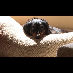 Meet your Posher, Dinita